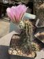 Preview: Echinocereus fasciculatus
